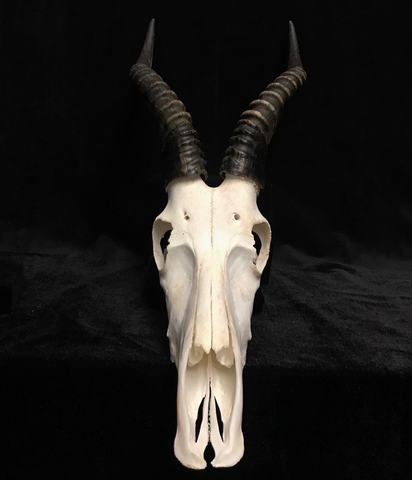 Beautiful blesbok skull, real bone, available for purchase at natur Beautiful blesbok skull, real bone, available for purchase at natur