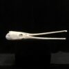 Gar skull real bone