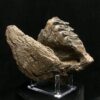 genuine woolly mammoth tooth