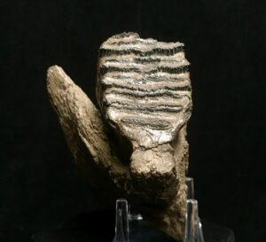 genuine woolly mammoth tooth