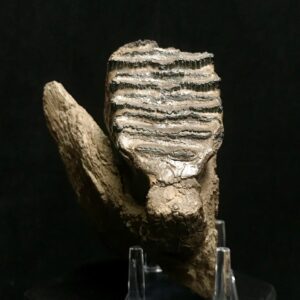 genuine woolly mammoth tooth