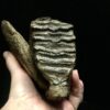 genuine woolly mammoth tooth