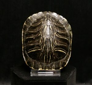 red eared slider shell