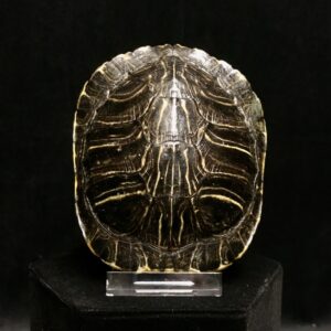 red eared slider shell