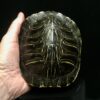 red eared slider shell