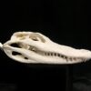 alligator skull real bone