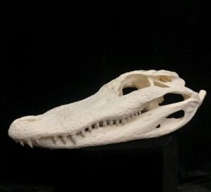 alligator skull real bone