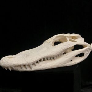 alligator skull real bone
