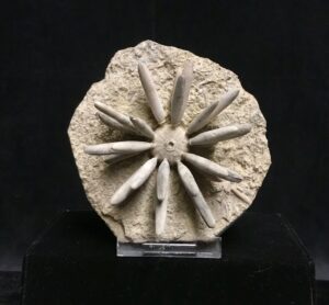 Moroccan sea urchin fossil