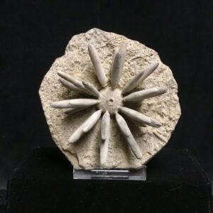 Moroccan sea urchin fossil