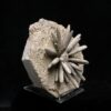 Moroccan sea urchin fossil