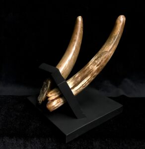 woolly mammoth tusks