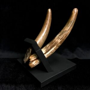 woolly mammoth tusks