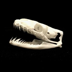 genuine ball python skull