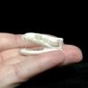 genuine ball python skull