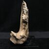 woolly rhino jaw fragment