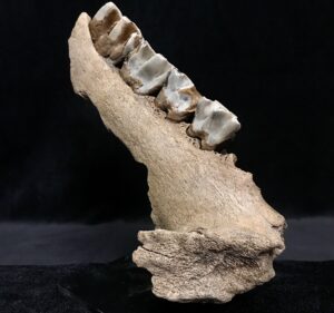 woolly rhino jaw fragment