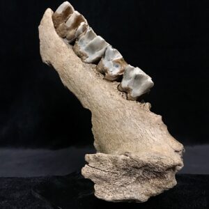 woolly rhino jaw fragment