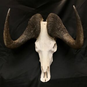 black wildebeest real bone