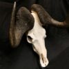 black wildebeest real bone