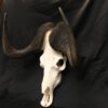 black wildebeest real bone