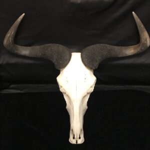 blue wildebeast real bone