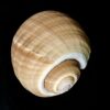 tonna galea sea shell