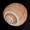 tonna galea sea shell