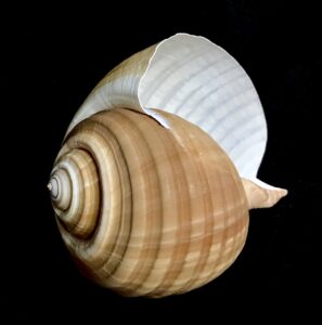 tonna galea sea shell