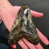 megalodon tooth with hole