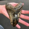 megalodon tooth with hole