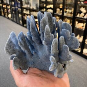 Blue coral small