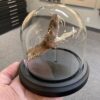 Rattlesnake head in glass dome