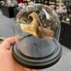 Rattlesnake head in glass dome