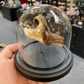 Rattlesnake head in glass dome