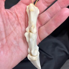 deer toe real bone