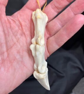 deer toe real bone