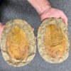 pair of ammonite fossils