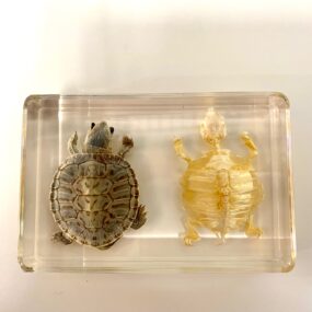Turtle and turtle skeleton