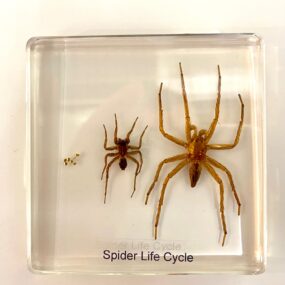 Spider life cycle acrylic