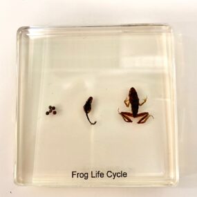 acrylic frog life cycle