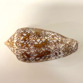 Textile sea shell specimen