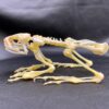 Genuine Fanged frog skeleton