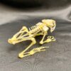 Genuine Fanged frog skeleton