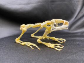 Genuine Fanged frog skeleton