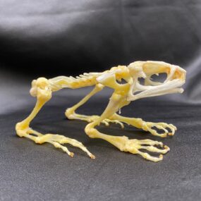 Genuine Fanged frog skeleton