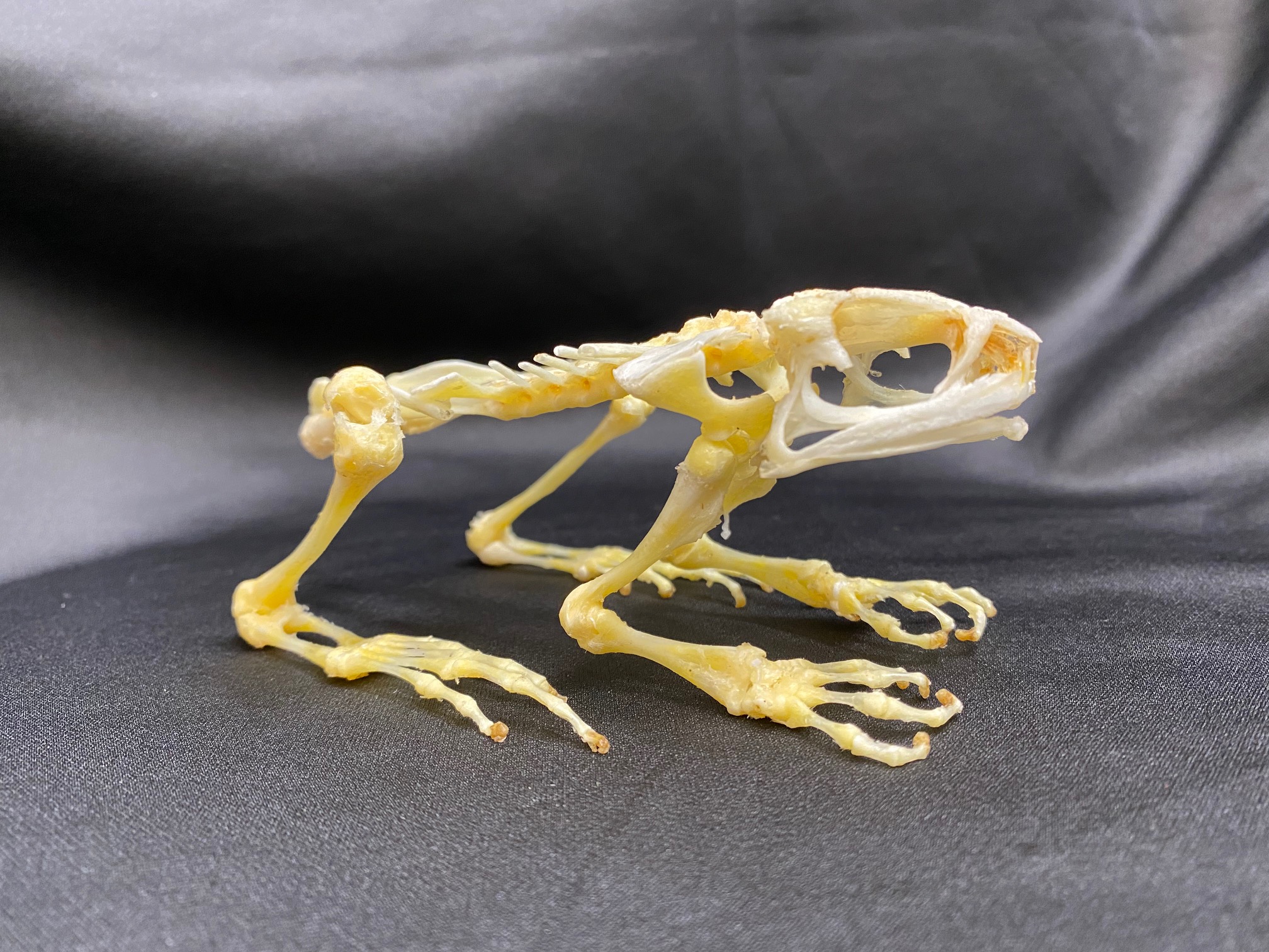 frog skeletal system skull