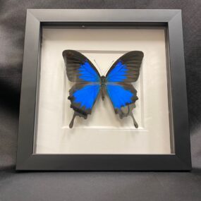 framed ulysses swallow tail