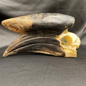 black casqued hornbill skull