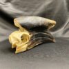 black casqued hornbill skull